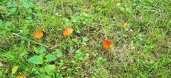hygrocybe_singeri1.jpg
