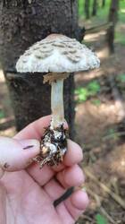 img_1756289082482.thumb.jpg.bc5d161732b6f6499c9a42d7ae91aec1.jpg