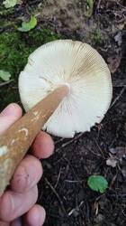 img_1756289123645.thumb.jpg.707e558b4489252a74c8ebc2321cfa43.jpg