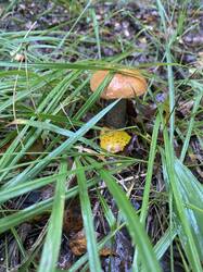 thumbnail_IMG_5933.thumb.jpg.4a6939bf592439bec7f4e4f922b8ea2b.jpg