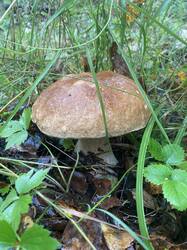 thumbnail_IMG_5936.thumb.jpg.09f069829d571281f82dd55040c7a4ae.jpg