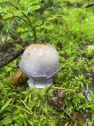 thumbnail_IMG_5948.thumb.jpg.44147a3ed18eedc702b613a69f7f944a.jpg