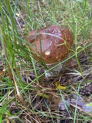 thumbnail_IMG_5958.thumb.jpg.71cda3dcf9d23e85551460340b46c05f.jpg
