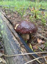 thumbnail_IMG_5966.thumb.jpg.84b4cb9243e99c711d4fd7358cbaeb2e.jpg