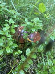 thumbnail_IMG_5967.thumb.jpg.5773034ba67fcbda2dc26c96cd09f0cb.jpg