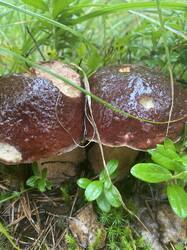 thumbnail_IMG_5971.thumb.jpg.5688b4e3dcedd9ca965a0b484bfd184b.jpg