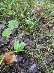 thumbnail_IMG_6006.thumb.jpg.7f0e331bccb3d557b691204f3a2b4f9d.jpg