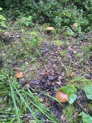 thumbnail_IMG_6010.thumb.jpg.188396a96ddfe1bcf204d8b68e4443b0.jpg