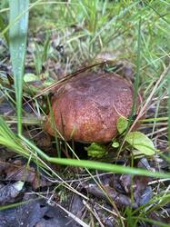 thumbnail_IMG_6012.thumb.jpg.272a624443dc33418a9b131ff67fbecc.jpg