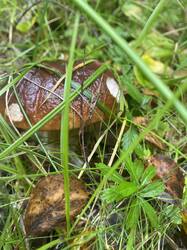 thumbnail_IMG_6015.thumb.jpg.50c7b1862c9f6aab490d5f5f1e8738e1.jpg