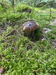thumbnail_IMG_6016.thumb.jpg.078f4aa145c496ad1ca4d071369195a0.jpg