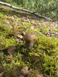thumbnail_IMG_6018.thumb.jpg.308af15d030f796babf5a96264e2888e.jpg