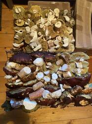 thumbnail_IMG_6034.thumb.jpg.0e086c887394b205a3f0a08cca3f6873.jpg