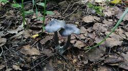 08-25-13.thumb.jpg.92d919eeadb303702be8285f6686a544.jpg