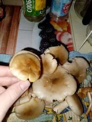 1.thumb.jpg.260808ece873337b538be486634cdcd1.jpg
