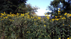 1024403367_Helianthus_strumosus__20250912.thumb.JPG.95b4898f49ed08fe020cc8b05fac4586.JPG