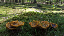 1030100460_Phaeolus_schweinitzii__20250907.thumb.JPG.b964e8f26d58b274521a22672750de07.JPG