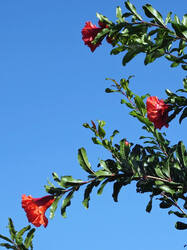 1049831807___Punica_granatum__20250918.thumb.JPG.1e1bf872c048f22a55feed91305751ff.JPG