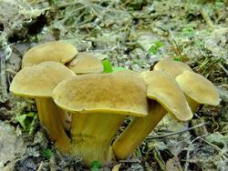 1058888673_Xerocomuschrysenteron(114).thumb.jpg.39822a5ff02ef35b39d0db17e2b1c259.jpg