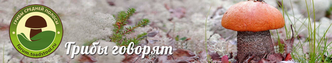 Грибы средней полосы