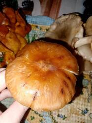 11.thumb.jpg.882eeaf20965b015562fd52be245ac0c.jpg