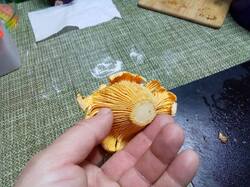 лисичка 1.jpg