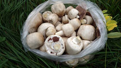 1175893560_Agaricus_arvensis__2025_0922.thumb.JPG.a1a62780de61ae8b8954b990ddce541b.JPG