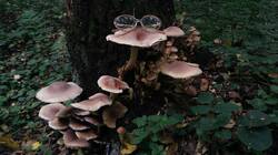 130473361_09-25-18-(3).thumb.jpg.9839af3235db6e5b5abb6749bc3a73a6.jpg