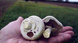 1311844046_Agaricus__arvensis__20250922.thumb.JPG.611a6d3c8a3d04d497e14171fc73326d.JPG