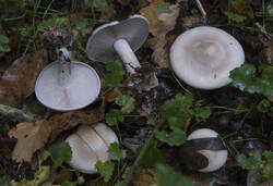 1400_DSC4514.thumb.jpg.cb6c8f6bf1fecdc5711f566d223e9a4b.jpg