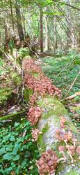 1439527077_05-09-2025-2.thumb.jpg.8ac9705319644b4734432f76bab0e86f.jpg