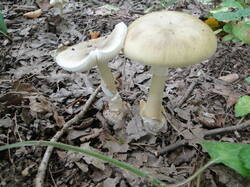 1503622891__.thumb.JPG.4e0fb0dddde12078753780938d496db2.JPG