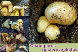 1586108682_______Chalciporus_sphaerocephalus_AWP_202509_25.thumb.jpg.4a6b1423931b67af16b69ea72a827c74.jpg