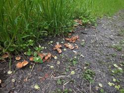 1590166358_Marasmiusoreades(25).thumb.JPG.ec31c0a6d9030b8dc0ed6f2e257fda9a.JPG