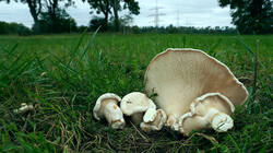 165187363_Aspropaxillus_giganteus__20250928_.thumb.JPG.86f1f014d8eb79a8f40a05a3cc50e5e7.JPG