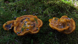 1669626306_Phaeolus_schweinitzii__2025_0907.thumb.JPG.7e3b856d6c86d0cb296520241d3d4d24.JPG