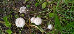 Волоконница землистопластинчатая (Inocybe geophylla).jpg