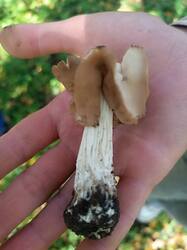 1780582457_00.thumb.jpg.bca43a5f456baf2c0329e1be7fc48883.jpg