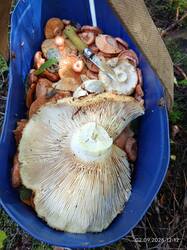 WhatsApp Image 2025-09-03 at 18.16.22(1).jpeg