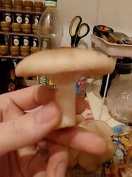 2.thumb.jpg.bce1ed2445a64b763ad23b3ca93e4717.jpg