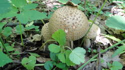2008931064__.thumb.JPG.def1533013f8005f4e2f6ce59be2ce28.JPG