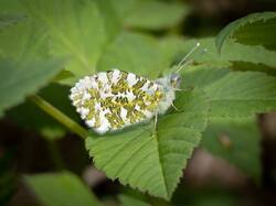 20250429-MRK35700-Enhanced-NR.thumb.jpg.a71bee008e274c067a5e5912ea1989d6.jpg