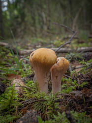 20250830-M3JR4625-Enhanced-NR.thumb.jpg.991d6b8d7ec9da5dbb2d5b6e6276243d.jpg