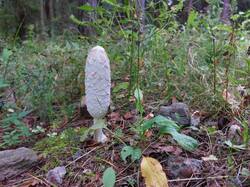 20250902_123102.thumb.jpg.14717eeaf90623aaa3ec277aa8b7a5f8.jpg