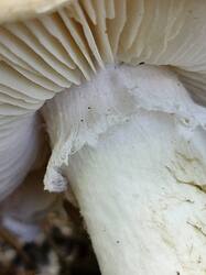 20250906_132629.thumb.jpg.70cc0118eb214f1d4119acef0349ad45.jpg