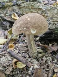 20250907_094000.thumb.jpg.aaf7586ec213e2789ddae7085965a50d.jpg