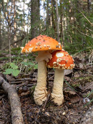 20250909-M3JR5092-Enhanced-NR.thumb.jpg.867d21f6e08919347bec60fb41f48745.jpg