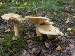 20250909-M3JR5159-Enhanced-NR.thumb.jpg.31874a79b4d17ff617a620adc74dca88.jpg