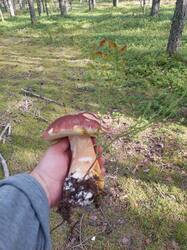 20250909_115635.thumb.jpg.8695283527a936167451febe223b9146.jpg
