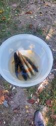 20250911_114532.thumb.jpg.a94cfc789e4f09e1d31b8cef4368963a.jpg